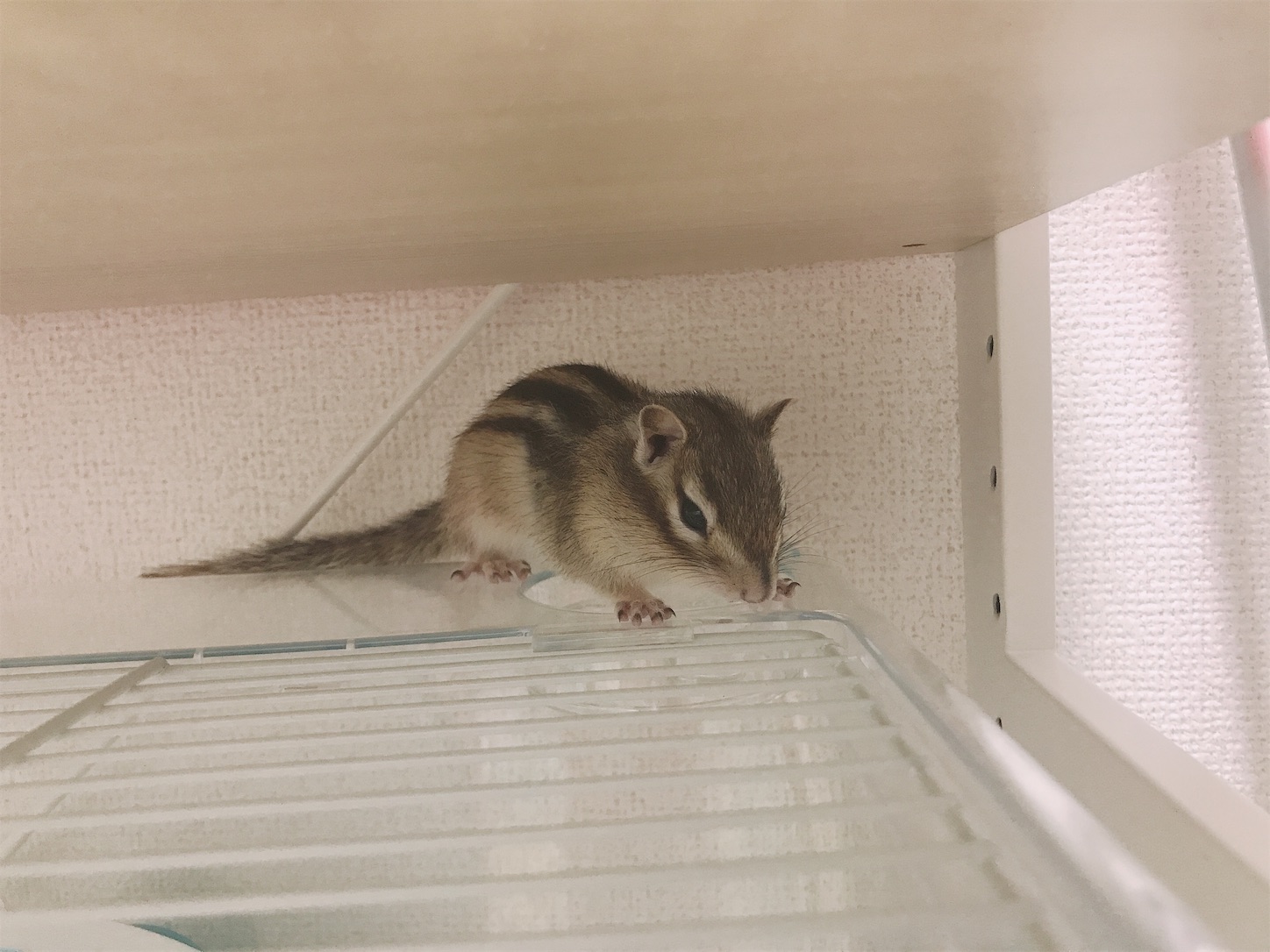 f:id:Alicetan:20190910204759j:image f:id:Alicetan:20190910204759j:image