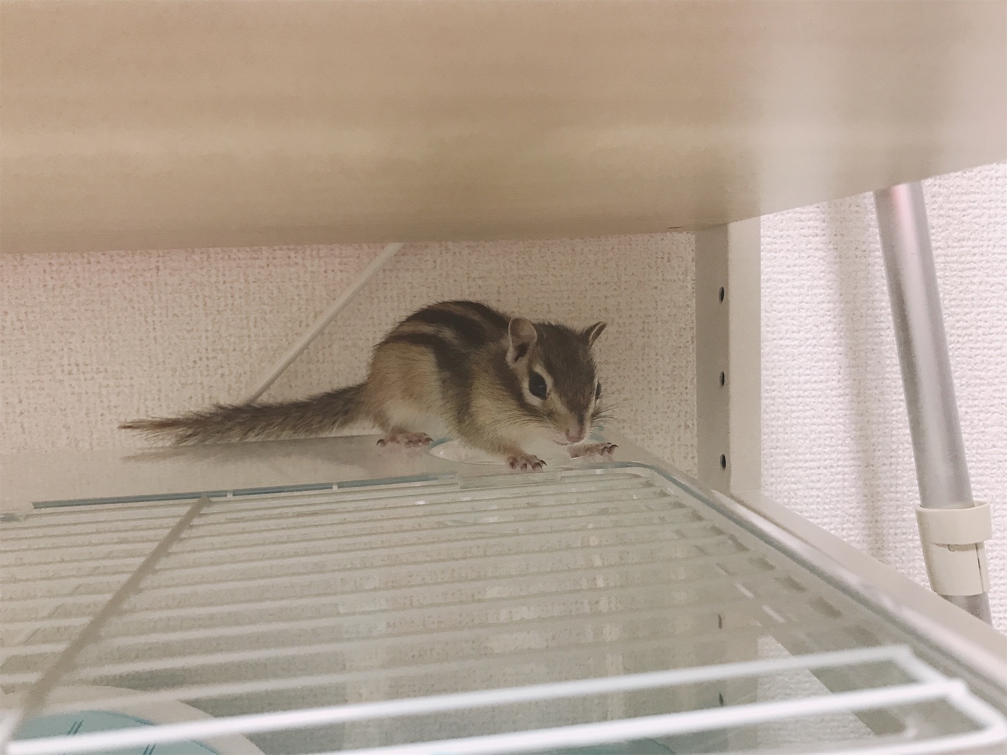 f:id:Alicetan:20190910204802j:image f:id:Alicetan:20190910204802j:image