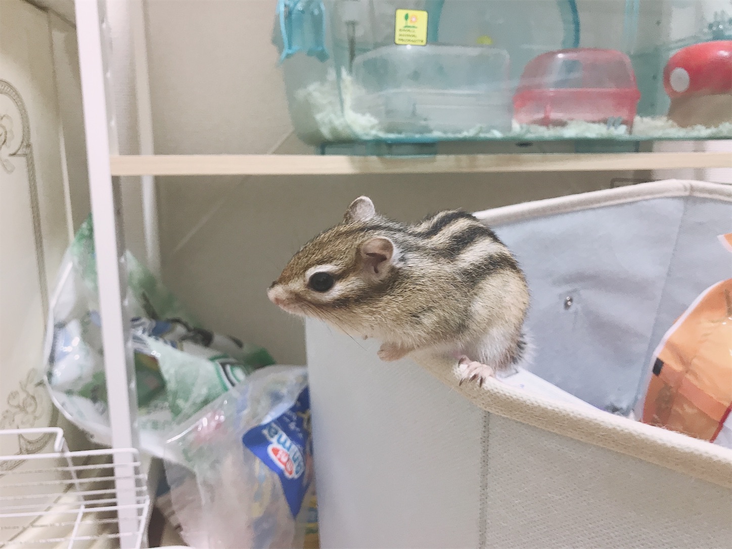 f:id:Alicetan:20190910210152j:image f:id:Alicetan:20190910210152j:image