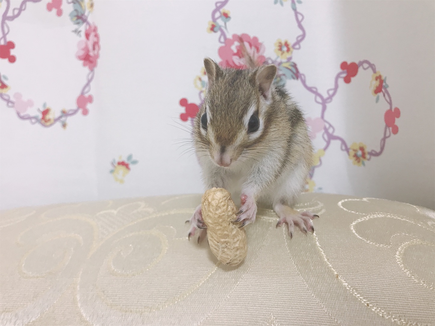 f:id:Alicetan:20190913181246j:image f:id:Alicetan:20190913181246j:image