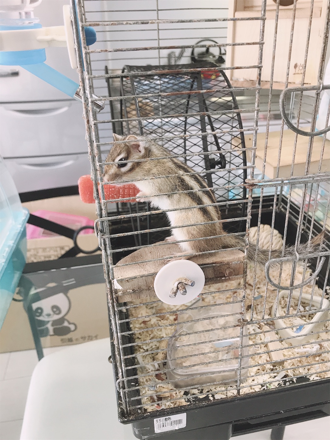 f:id:Alicetan:20190915120351j:image f:id:Alicetan:20190915120351j:image