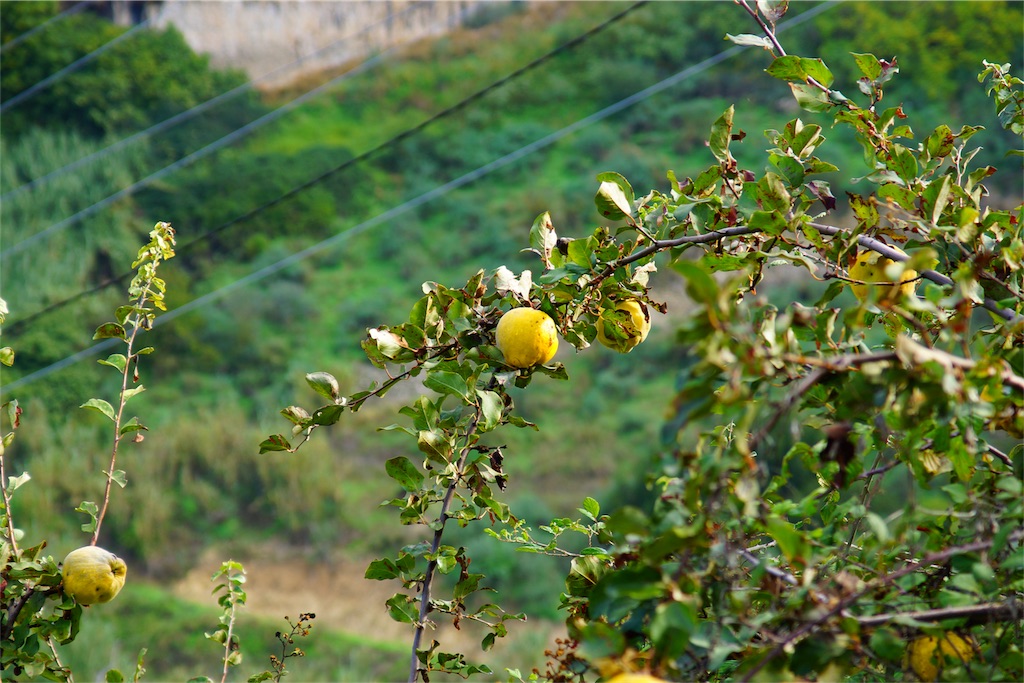 f:id:Alka:20190206140510j:image