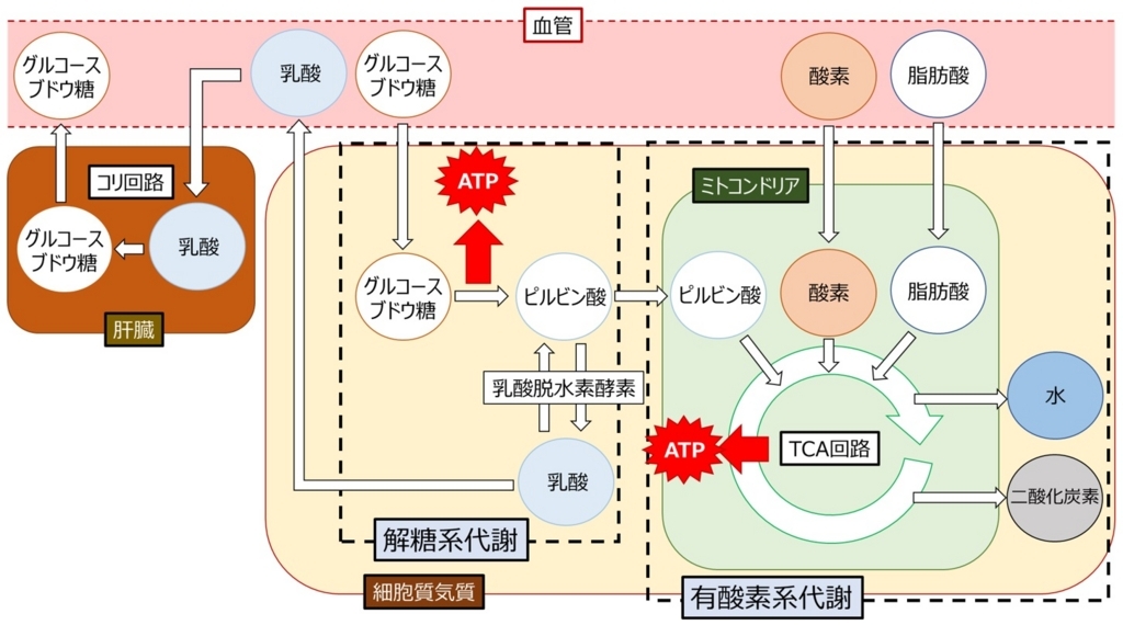 回路 コリ 【基礎】コリ回路/グルコース・アラニン回路