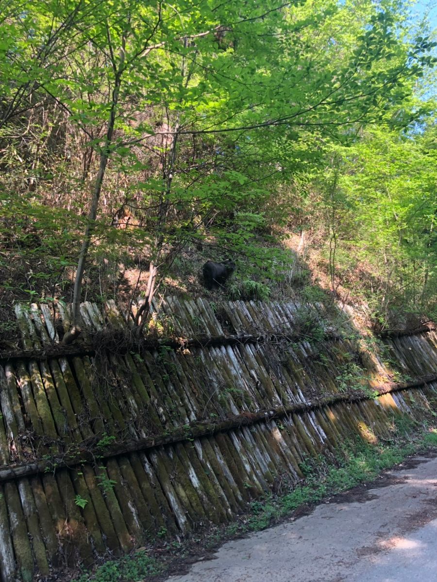 f:id:Alloutrun:20190505200532j:plain f:id:Alloutrun:20190505200532j:plain