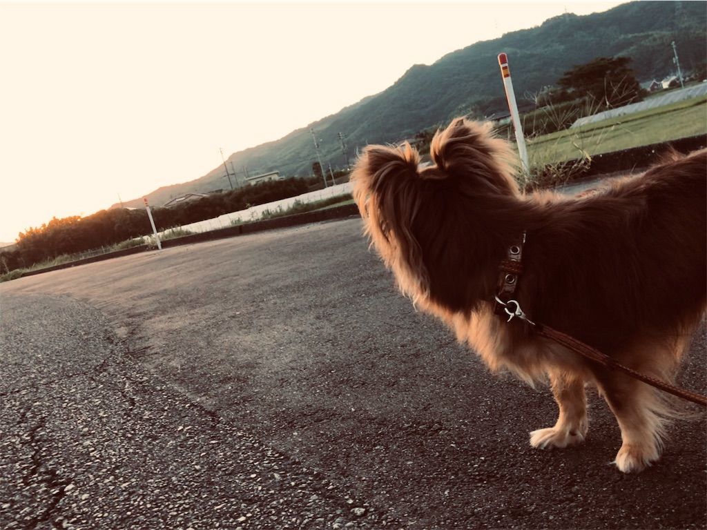 f:id:Alloutrun:20190812194027j:plain f:id:Alloutrun:20190812194027j:plain