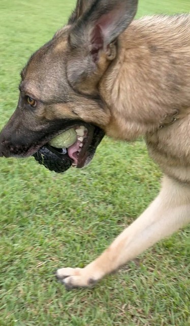 f:id:AlohaGerman:20210727135336j:image