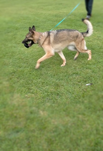 f:id:AlohaGerman:20210727135403j:image