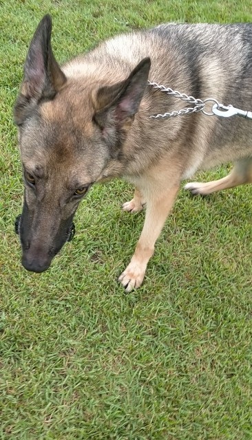 f:id:AlohaGerman:20210727135413j:image