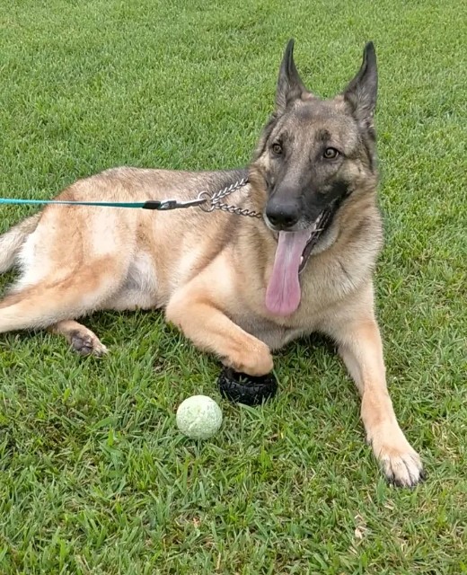 f:id:AlohaGerman:20210727135442j:image