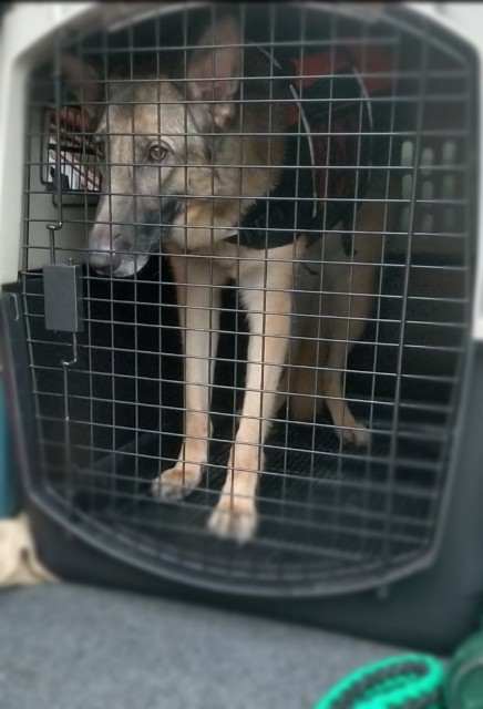 f:id:AlohaGerman:20210811094307j:image