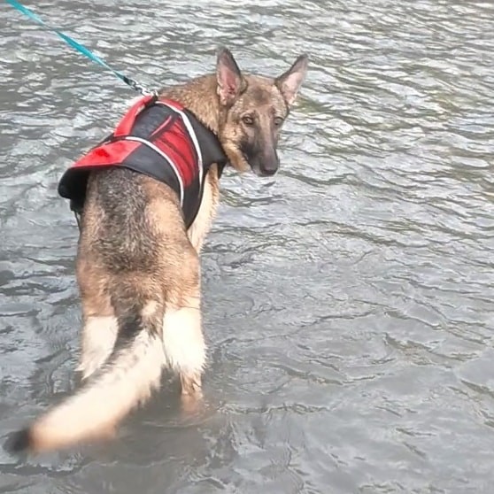 f:id:AlohaGerman:20210811094345j:image