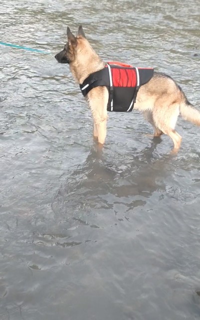 f:id:AlohaGerman:20210811094531j:image