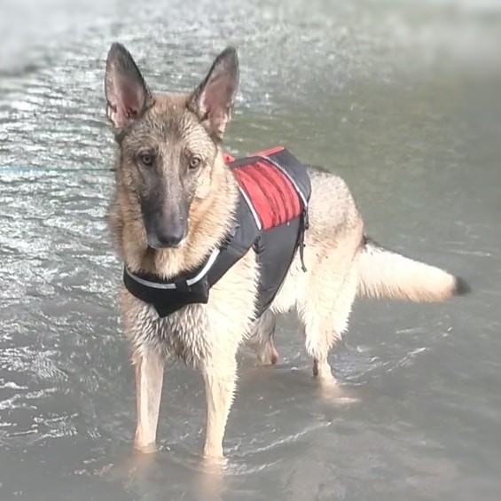 f:id:AlohaGerman:20210811095021j:image