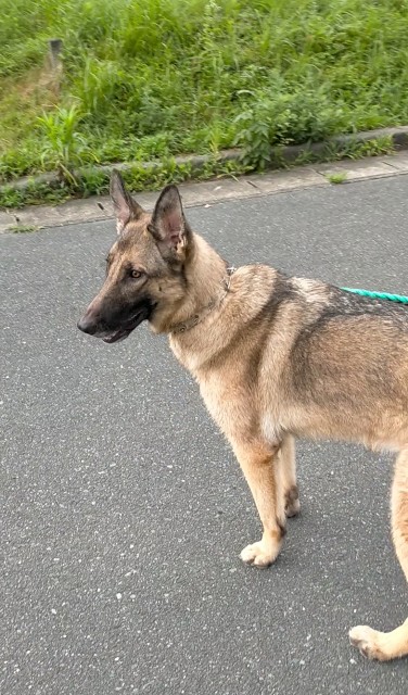 f:id:AlohaGerman:20210811095232j:image