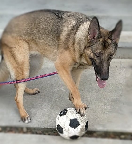 f:id:AlohaGerman:20210823161536j:image