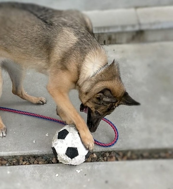 f:id:AlohaGerman:20210823161608j:image