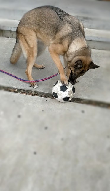 f:id:AlohaGerman:20210823161719j:image