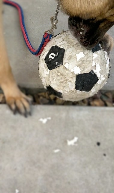 f:id:AlohaGerman:20210823161823j:image