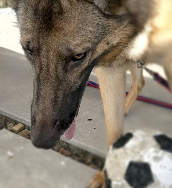 f:id:AlohaGerman:20210823161921j:image