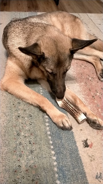 f:id:AlohaGerman:20210823162224j:image