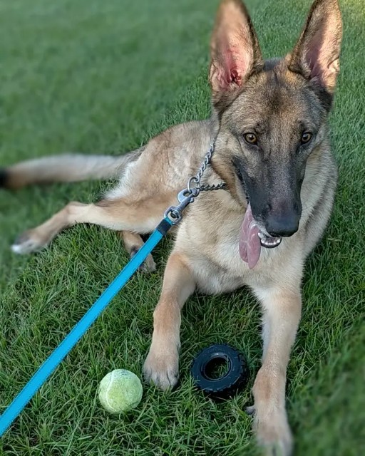 f:id:AlohaGerman:20210830192534j:image