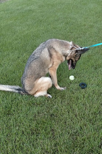 f:id:AlohaGerman:20210830192656j:image