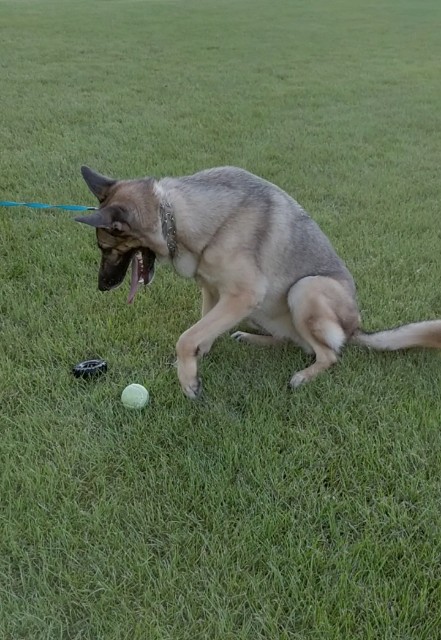 f:id:AlohaGerman:20210830192707j:image