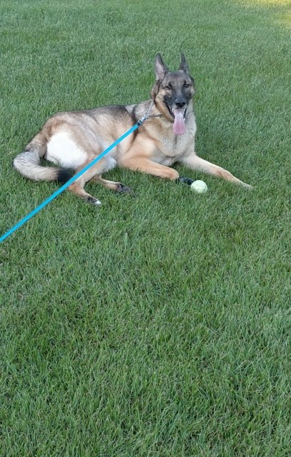 f:id:AlohaGerman:20210830192717j:image