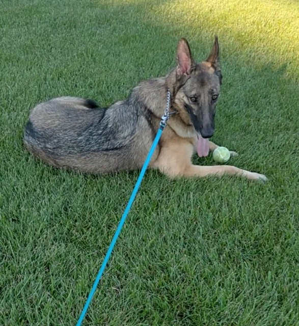 f:id:AlohaGerman:20210830192735j:image