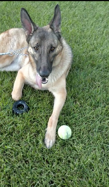 f:id:AlohaGerman:20210830192746j:image