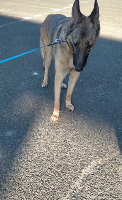 f:id:AlohaGerman:20210830192819j:image