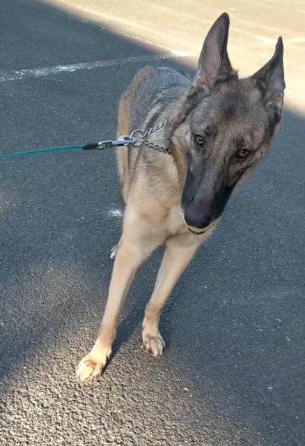 f:id:AlohaGerman:20210830192829j:image