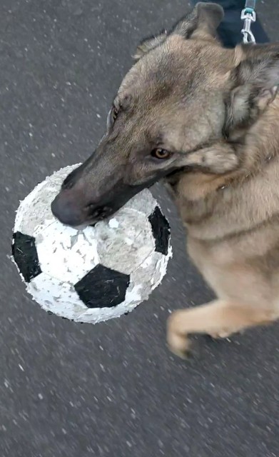 f:id:AlohaGerman:20211002105735j:image