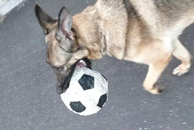 f:id:AlohaGerman:20211002105816j:image