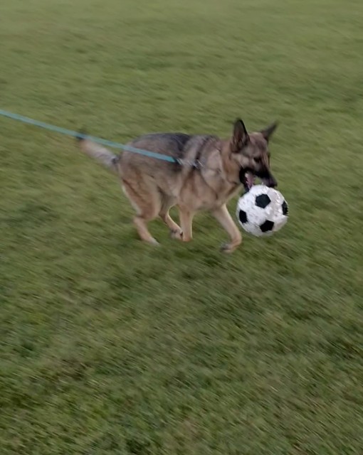 f:id:AlohaGerman:20211002105957j:image