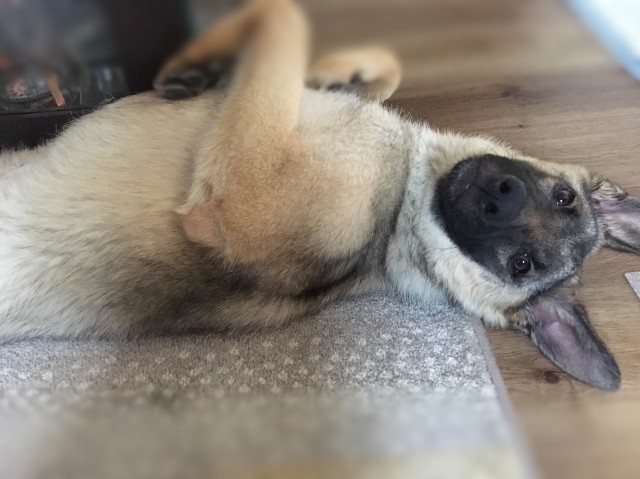 f:id:AlohaGerman:20211002110020j:image