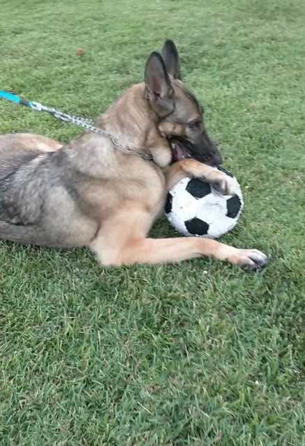 f:id:AlohaGerman:20211002110126j:image