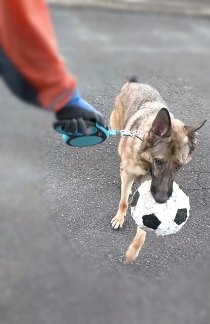 f:id:AlohaGerman:20211002110237j:image