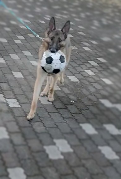 f:id:AlohaGerman:20211002110442j:image