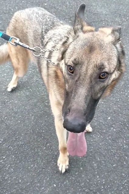 f:id:AlohaGerman:20211002110531j:image