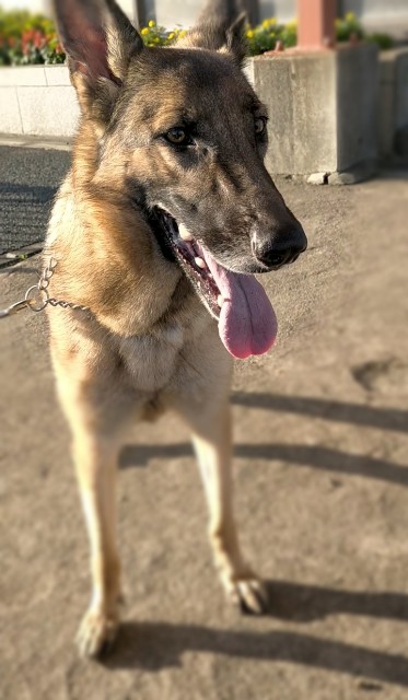 f:id:AlohaGerman:20211012150809j:image