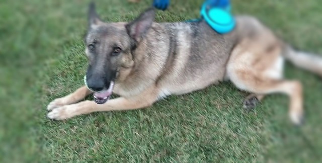 f:id:AlohaGerman:20211012150829j:image