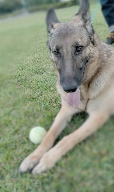 f:id:AlohaGerman:20211012150844j:image