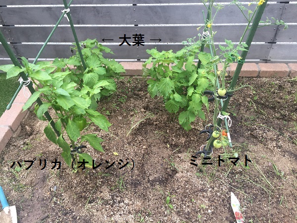 f:id:Alstroemeria:20180709223209j:plain f:id:Alstroemeria:20180709223209j:plain