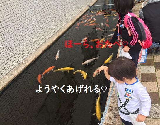 f:id:Alstroemeria:20190321223139j:plain f:id:Alstroemeria:20190321223139j:plain