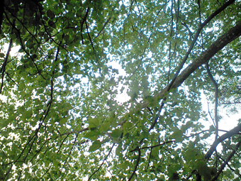 Ca360251 Ca360251