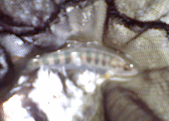 Ca360315 Ca360315