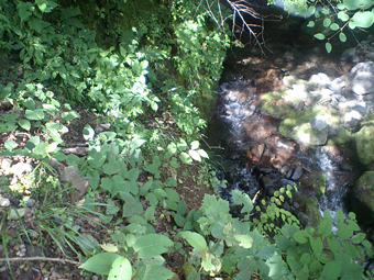 Ca360334 Ca360334