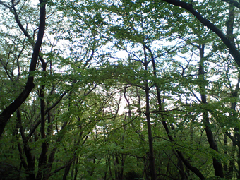 Ca360238 Ca360238