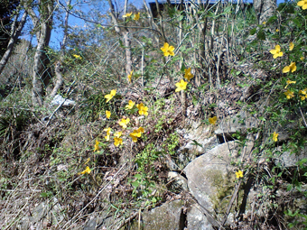 Ca360249 Ca360249